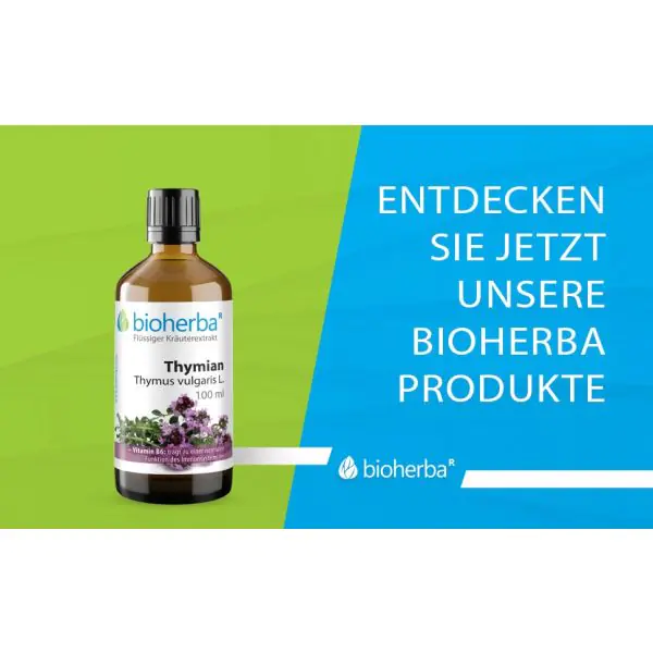 kegel eibe hillii Pyramiden Eibe Hillii main image 0