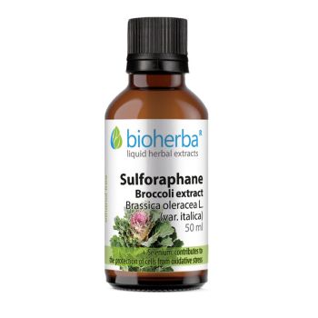 SULFORAPHANE Broccoli extract Brassica oleracea L. (var. italica),