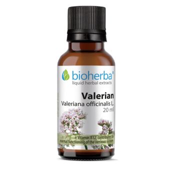 VALERIAN Valeriana officinalis L.