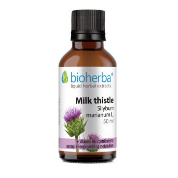 MILK THISTLE Silybum marianum L., 