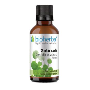 GOTU COLA Centella asiatica L., 