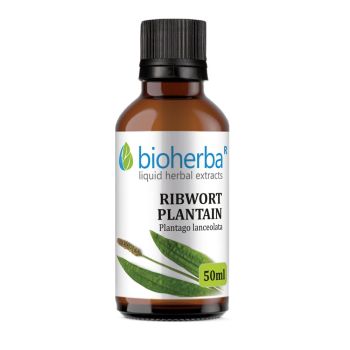 RIBWORT PLANTAIN, Plantago lanceolata, Bioherba, liquid, herbal, extract, tincture, intestinal system, bile secretion, digestion, respiratory system, remedy, good health