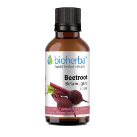 BEETROOT Beta vulgaris,