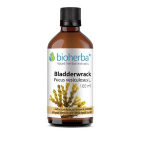 BLADDERWRACK Fucus vesiculosus L.,