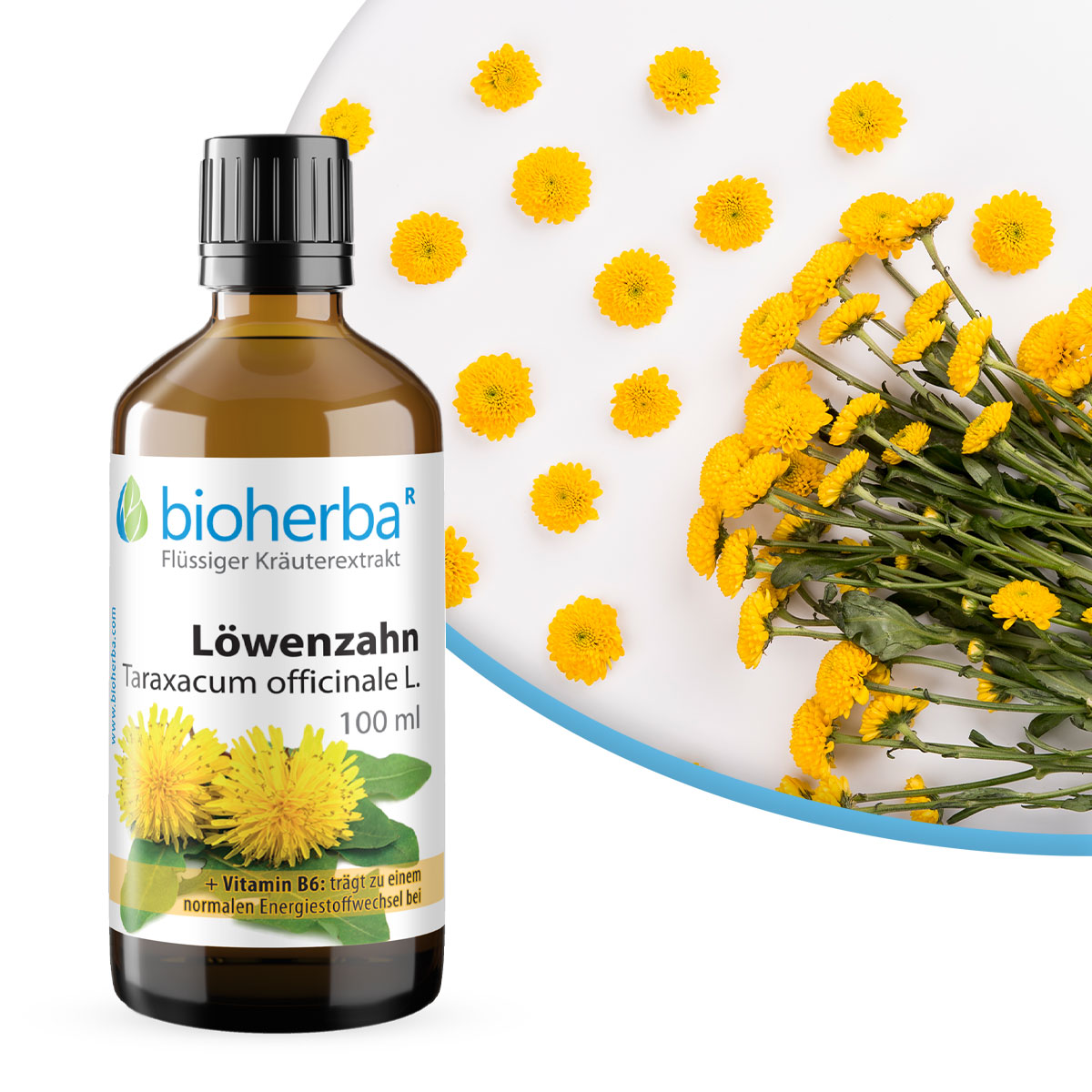 Löwenzahn Taraxacum officinale L. Tropfen Tinktur 100 ml